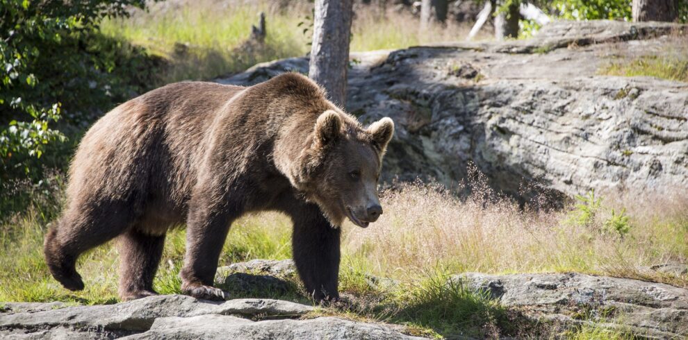 Brown bear